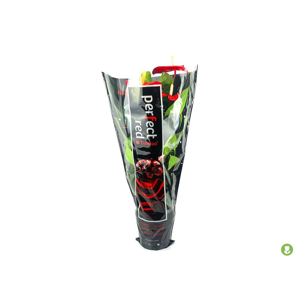 Anthurium Turenza M14_2
