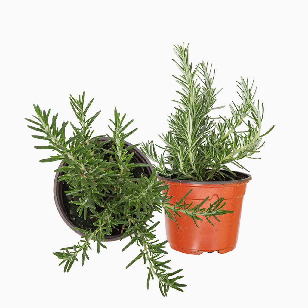 Maceta Romero Semi Rastrero 10,5 Cm - Plantabo_0