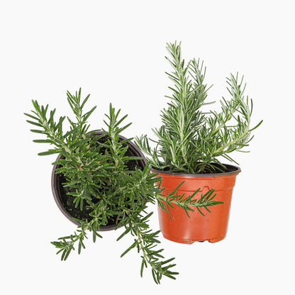 Maceta Romero Semi Rastrero 10,5 Cm - Plantabo_0