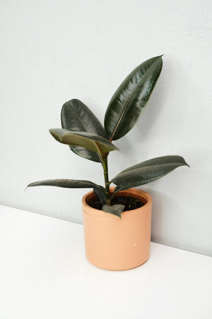 Árbol Del Caucho​ - Ficus Elastica Abidjan_1