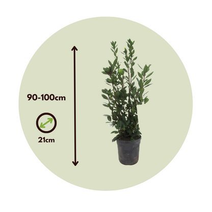 Laurel - Laurus Nobilis - Altura 90-100cm - ⌀21cm_2
