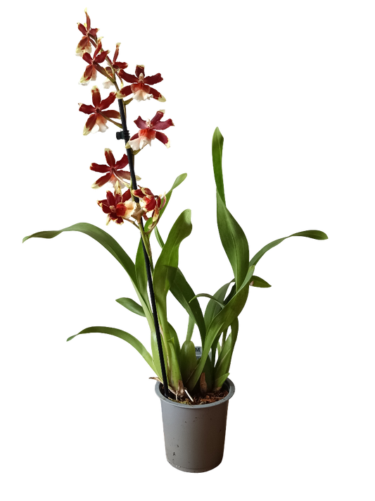 Orquidea Cambria De Color Surtido Ø12 - 60 Cm - Sin Flor_0