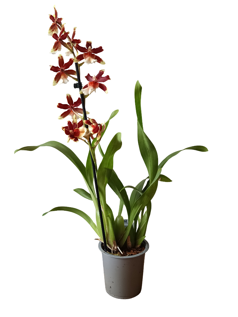 Orquidea Cambria De Color Surtido Ø12 - 60 Cm - SIN FLOR_0