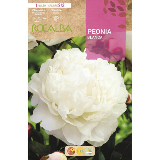 Bulbo Peonia blanca 1 ud