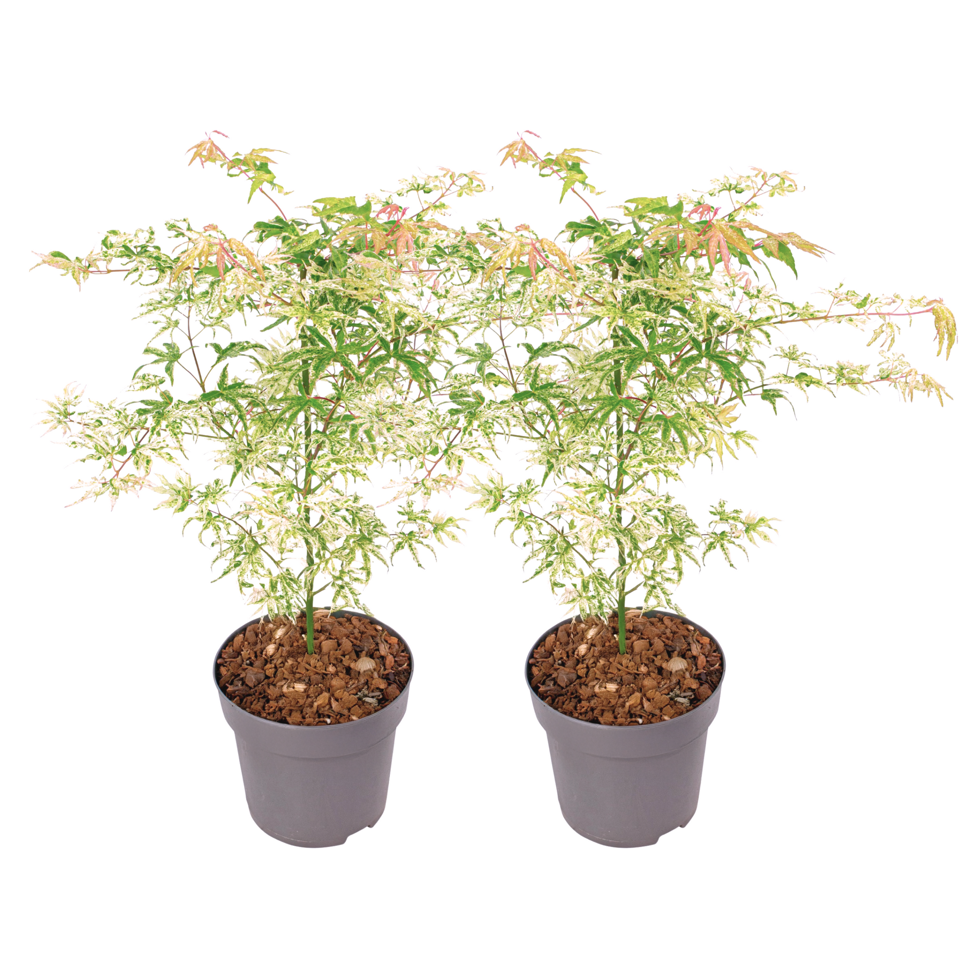 Arce Japonés - 2 Pzs - Acer Palmatum 'ukigumo' - Altura 50-60cm - ⌀19cm