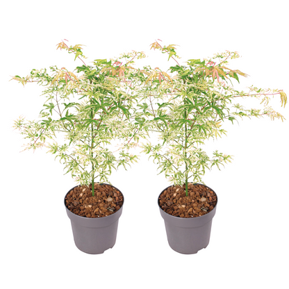 Arce Japonés - 2 Pzs - Acer Palmatum 'ukigumo' - Altura 50-60cm - ⌀19cm