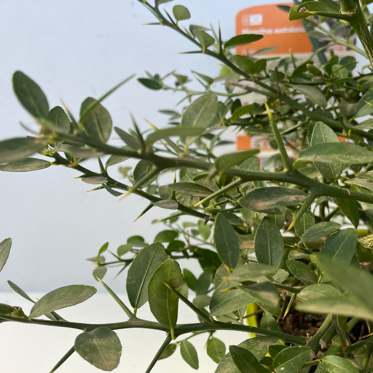 Caviar Cítrico Verde - Maceta 17cm. - Forma Arbustiva Altura Aprox. 35cm._4