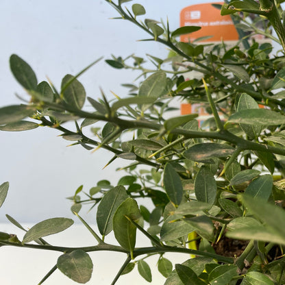 Caviar Cítrico Verde - Maceta 17cm. - Forma Arbustiva Altura Aprox. 35cm.