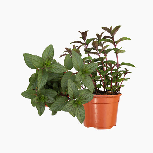 Maceta Menta Chocolate 10,5 Cm - Plantabo_0