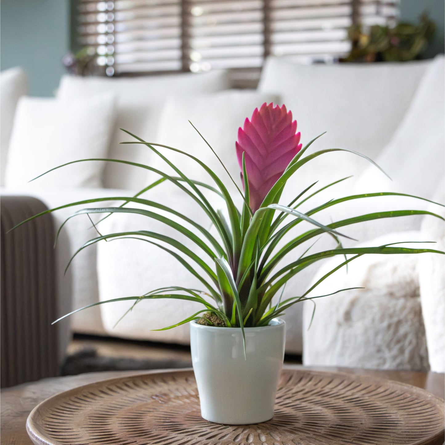 Tillandsia Cyanea ‘pastel’ – Set De 3 Con Maceta – Altura 20–30cm – Ø7cm