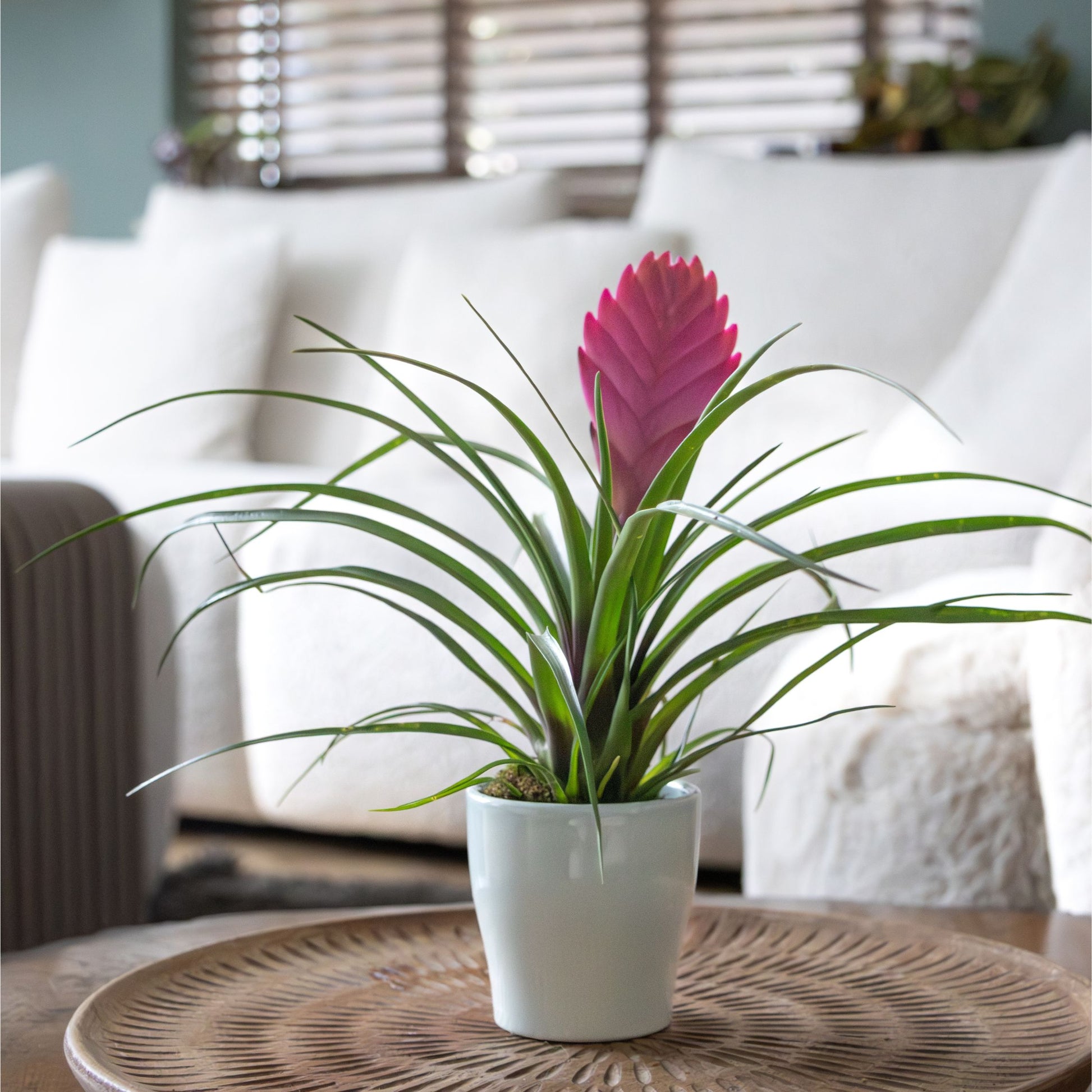 Tillandsia Cyanea ‘pastel’ – Set De 3 Con Maceta – Altura 20–30cm – Ø7cm