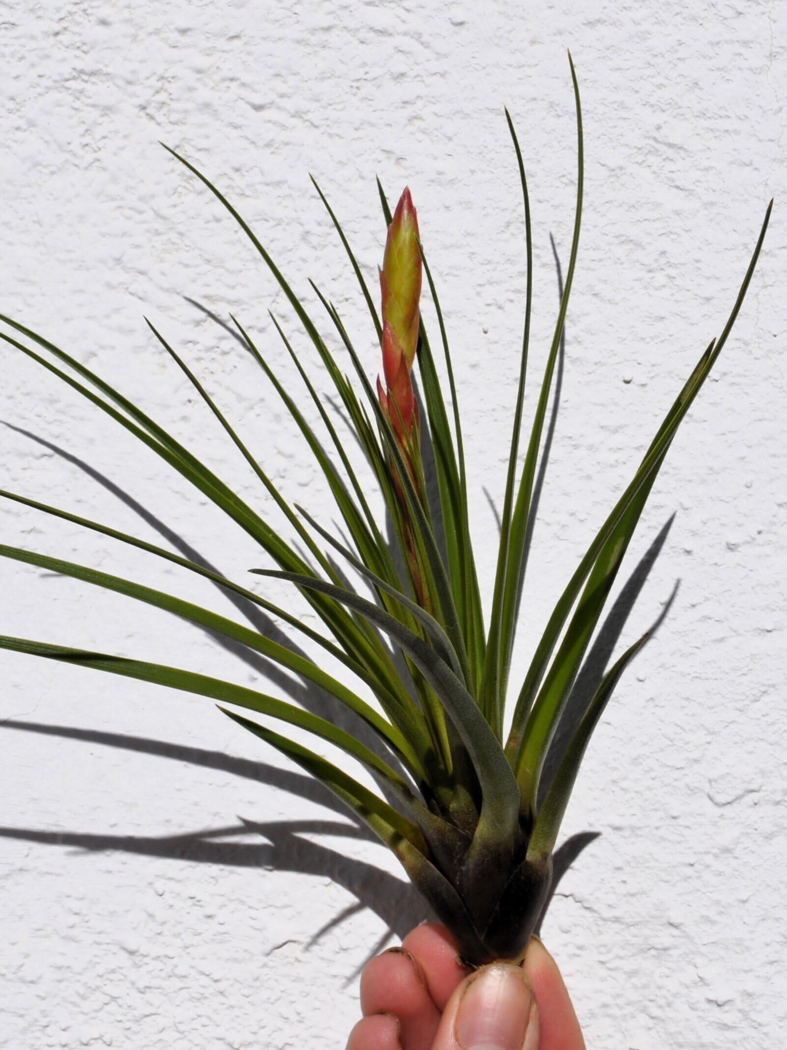 Tillandsia tricolor [M]; planta del aire, inflorescencia tricolor; Curiosarium; altura 18 cm, diámetro 15-20 cm_0