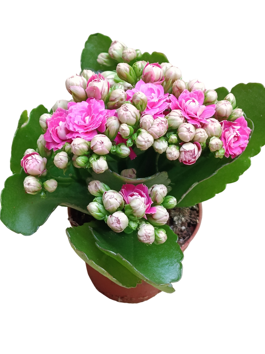 Kalanchoe Blossfeldiana Flor Rosa Ø6 Planta De Interior_0