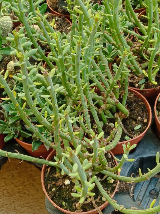 Kleinia Anteuphorbium Planta Suculenta 8 Cm_0