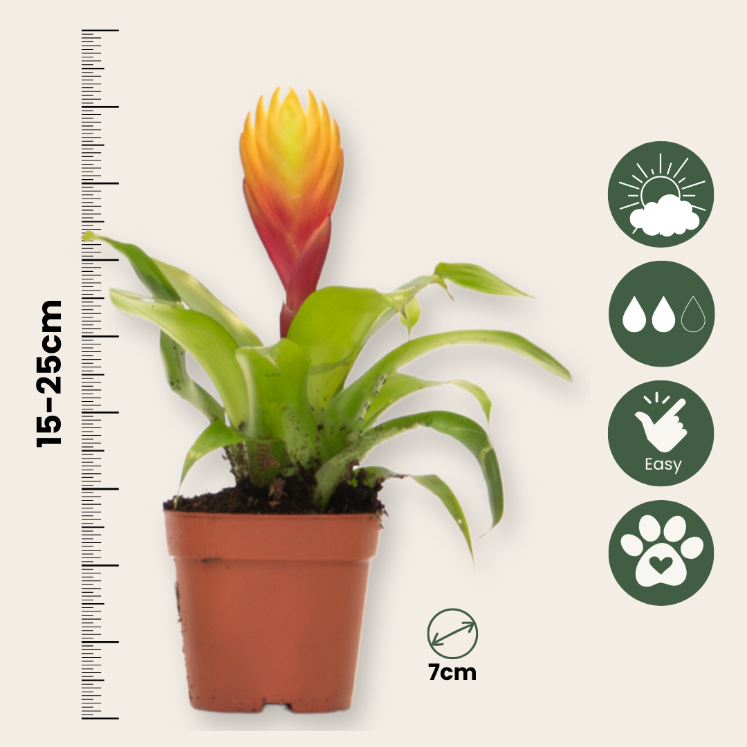 Espada Llameante - Set De 3 - Tillandsia Vriesea 'dorado' - Alt. 15-25cm - Ø7cm_2