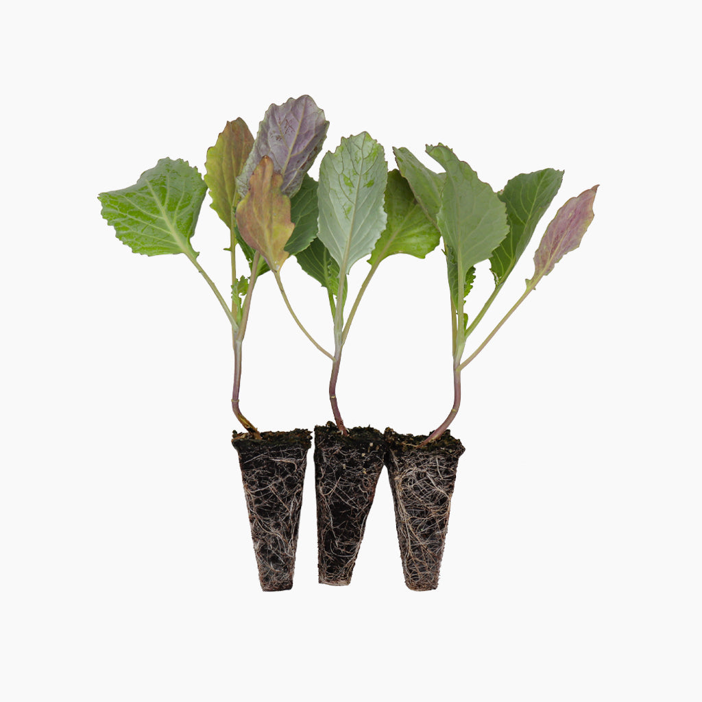 Plantón Col De Milán - Plantabo 3 Unidades_0