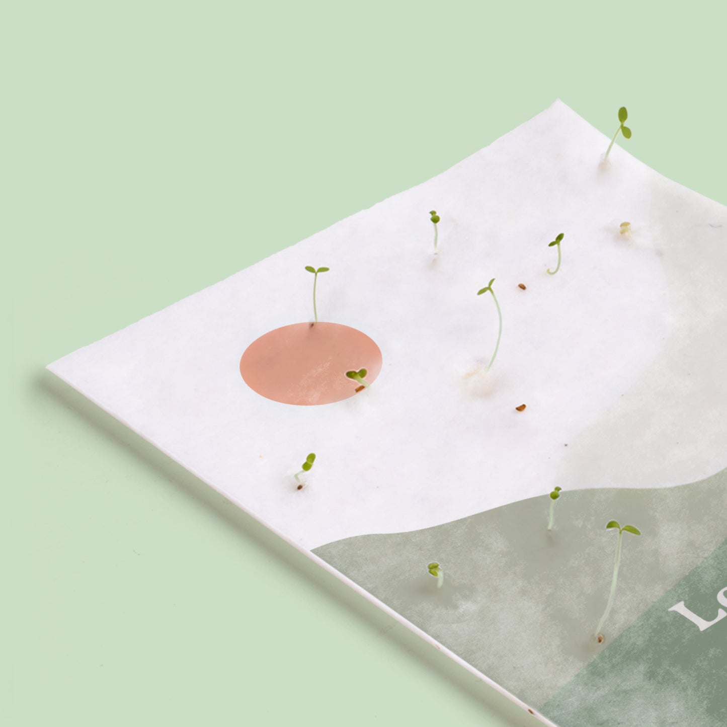 Postal Plantable Los Deseos Que Se Plantan Se Cumplen Con Semillas De Manzanilla | Regalo Original Que Florece_2