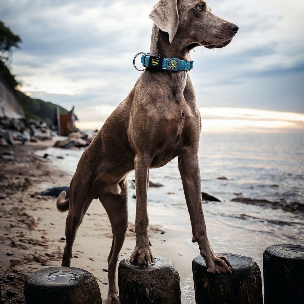 Collar Para Perros Hunter Plus Tema Turquesa Talla Xl (45-70 Cm)_0