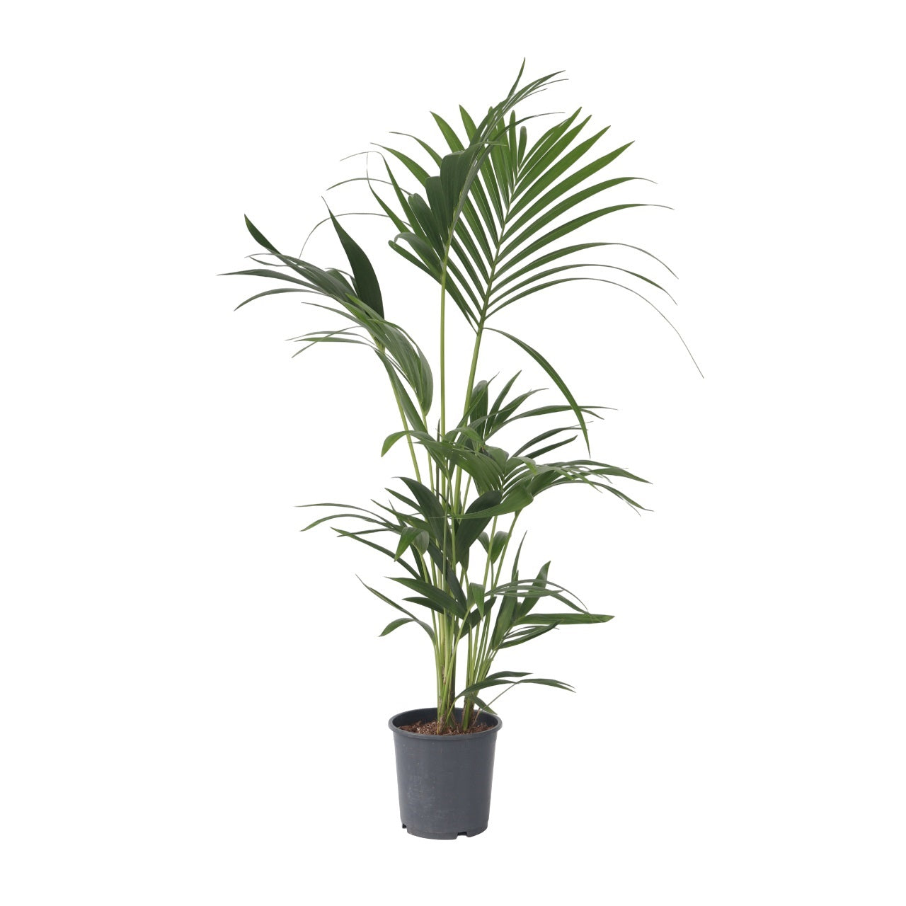 Palma Kentia - Howea Forsteriana - Altura 90-100cm - ⌀18cm