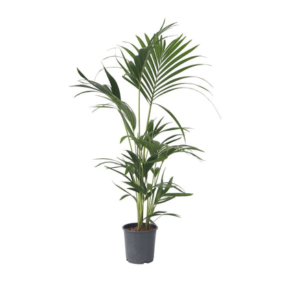 Palma Kentia - Howea Forsteriana - Altura 90-100cm - ⌀18cm