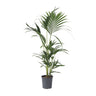 Palma Kentia - Howea Forsteriana - Altura 90-100cm - ⌀18cm