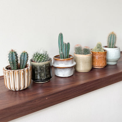 Cactaceae - 60 Pzs - Cactus - Altura 5-10cm - ⌀55cm