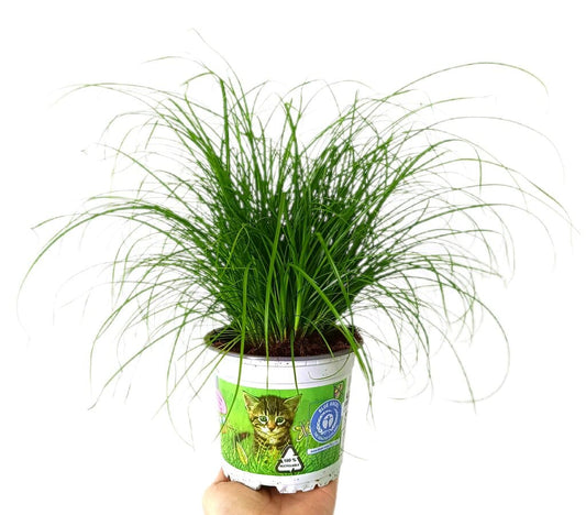 Cyperus Zumula M12 (hierba De Gato)_0