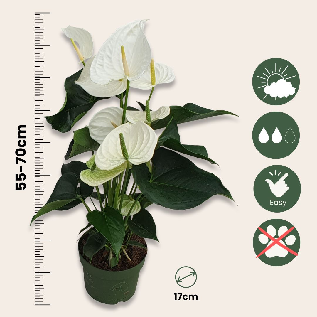 Anturio - Anthurium 'alaska White' - Altura 55-70cm - Ø17cm_2