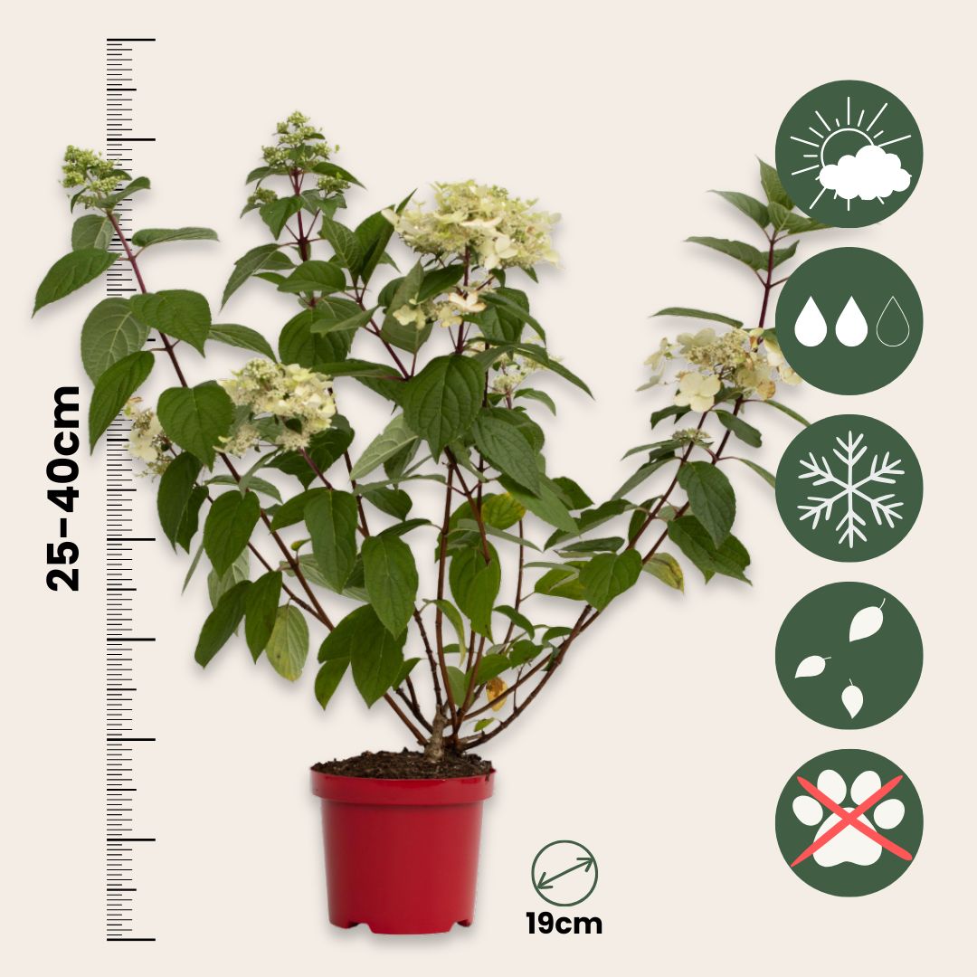 Hortensia - 2 Pzs - Hydrangea Paniculata 'wim's Red' - Altura 25-40cm - ⌀19cm