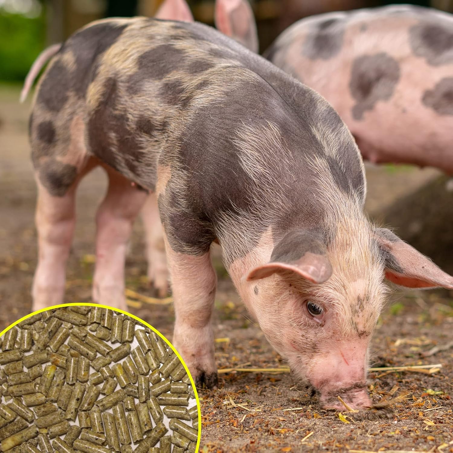 Pienso ECOLÓGICO para Cerdos en Crecimiento 20 kg. Comida Nutritiva y Natural para Cerdos. Desarrollo Óptimo y Saludable_3