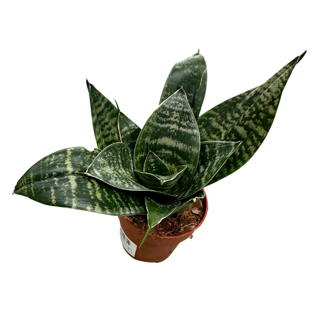 Mini Sansevieria Zeilanica Lengua De Suegra Planta Muy Resistente Para Interior_0