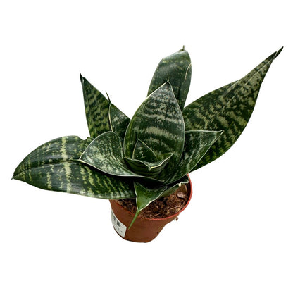Mini Sansevieria Zeilanica Lengua De Suegra Planta Muy Resistente Para Interior