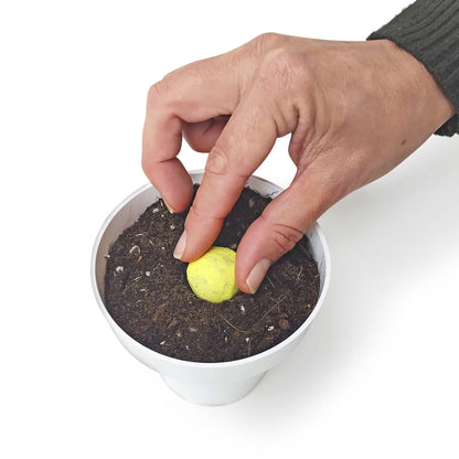 Bombas de semillas Huerta Mediterránea