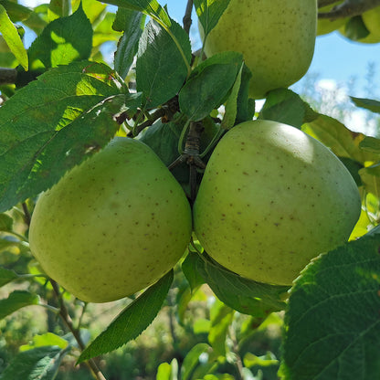 Manzana Golden. Caja de 10 kilos_1