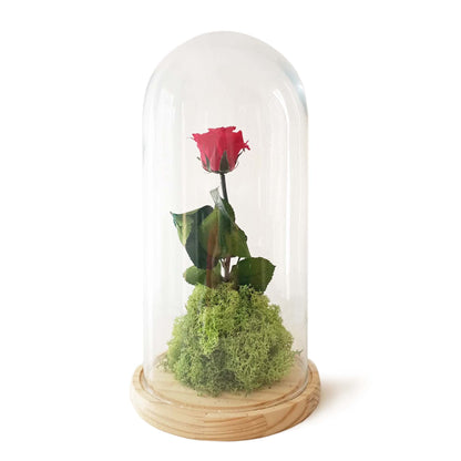 Rosa Eterna – B&b Roja_0