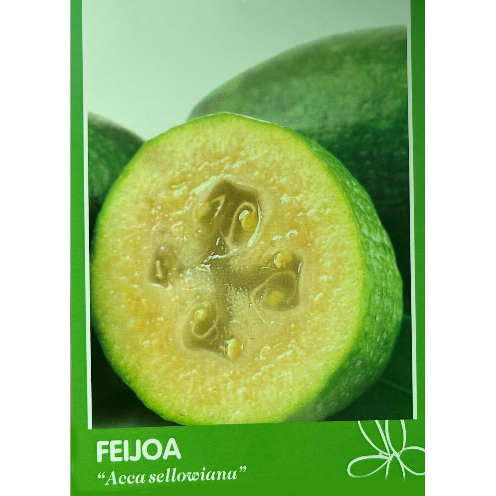 Feijoa Sellowiana M26 120cm (guayabo De Brasil)_0