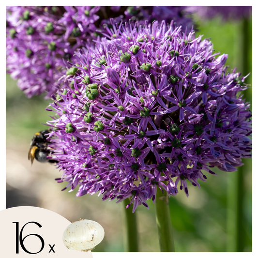 Bulbos De Allium - 16 Pzs - Allium 'gladiator' - Bulbos De Flores - Púrpura_0