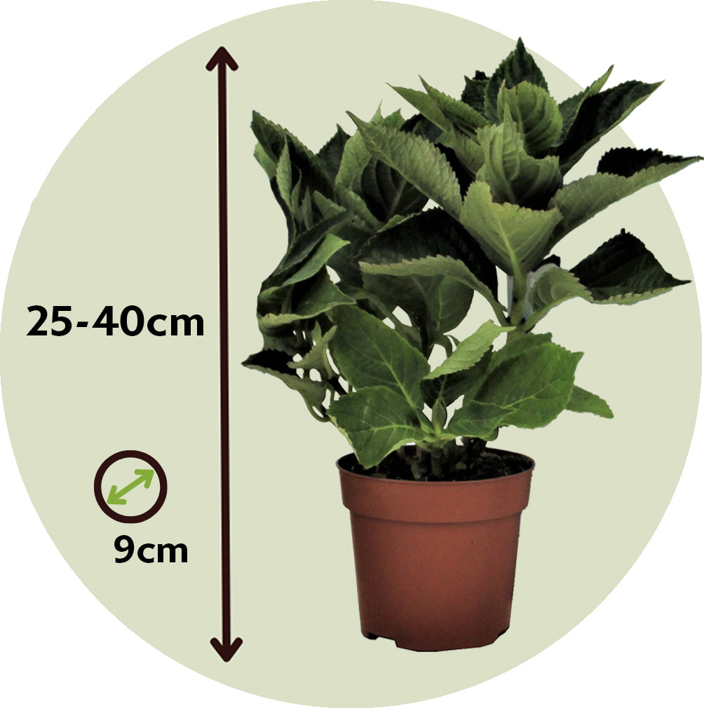 Hortensia - 3 Pzs - Hydrangea Macrophylla 'camilla' - Altura 25-40cm - ⌀9cm_2