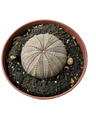 Euphorbia Obesa Planta Suculenta Ø8