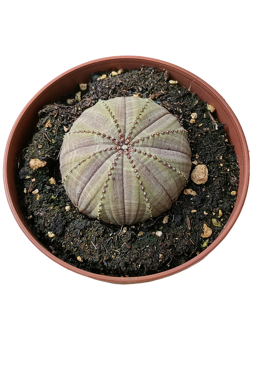 Euphorbia Obesa Planta Suculenta Ø8_0