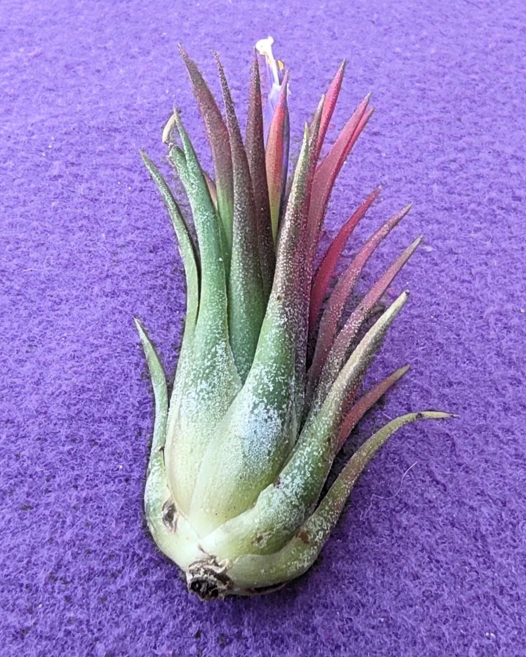 Tillandsia ionantha 'Fuego', tillandsia roja, planta del aire; Curiosarium; altura 6-8 cm, diámetro 4-6 cm_3