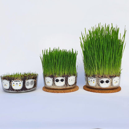 Hierba para gatos set de cultivo