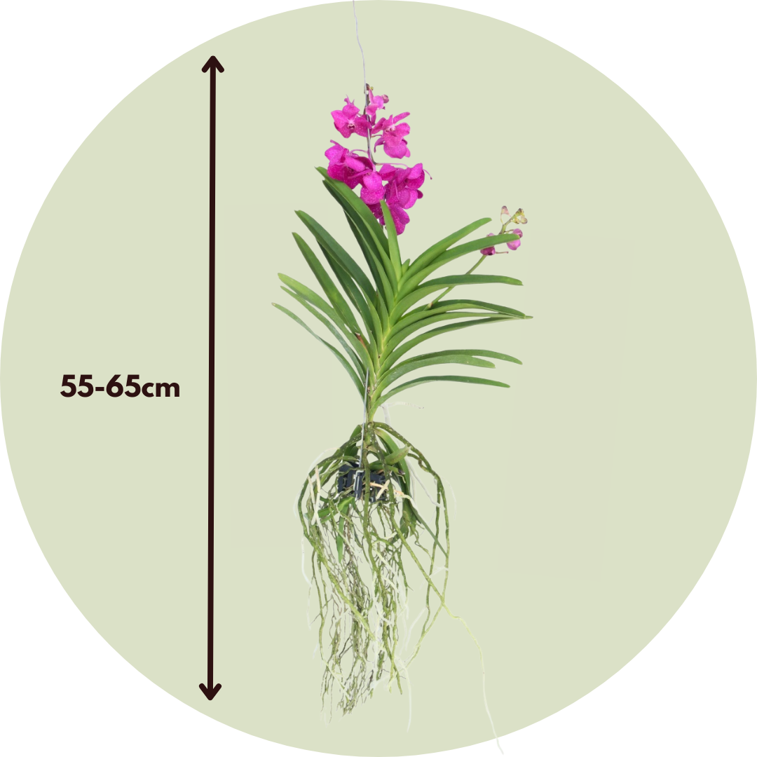 Orquídea Vanda - Vanda 'tayanee Cerise' - Altura 55-65cm