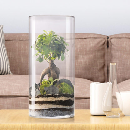 Terrario Amazonia Tower Ficus Ginseng Ø25 x 53 cm