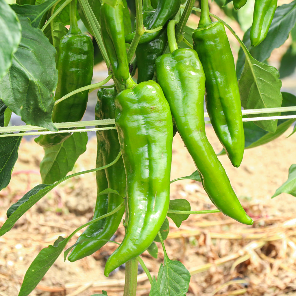 Plantón Pimiento Verde 2 Unidades - Plantabo_2