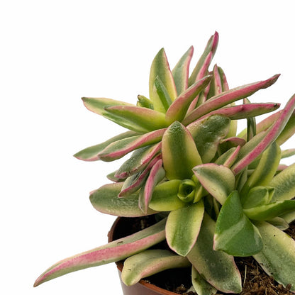 Crassula Capitella 'campfire' Variegata Cactus Y Suculentas