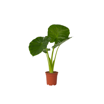Oreja De Elefante - Alocasia 'odora' - Altura 55-75cm - ⌀17cm