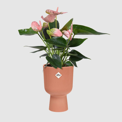 Macetero vibes fold coupe delicate pink Elho 14 cm