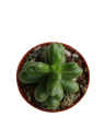 Sedum rubrotinctum planta suculenta colgante de sol Ø5