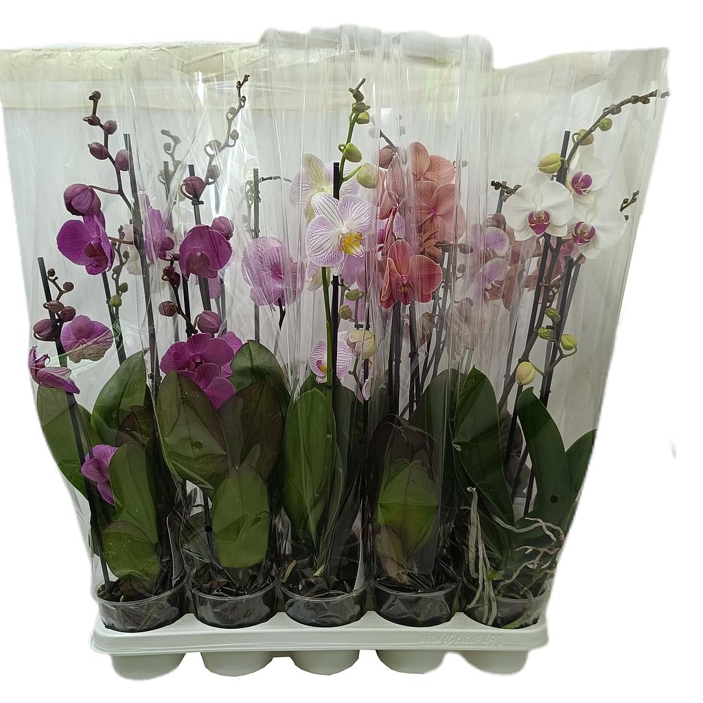 Phalaenopsis Starmix M12_0